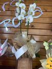 Orquídea 2 ástreas encaxepo Orquídea 2 ástreas encaxepo