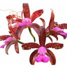 Orquidea Adulta Cattleya Dark Princess Com Vaso Inteira !!!
