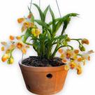 Orquídea Adulta Chysis Limminghei Linda Flor Colecionador !!