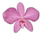 Orquidea Adulta Sophronitis Wittigiana
