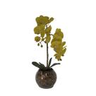 Orquídea Amarela x2 Vaso Aquário Orquídea Amarela x2 Vaso Aquário
