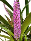Orquídea Arpophyllum Giganteum Planta Adulta ! Com Vaso !