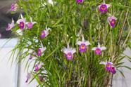 Orquídea Bambu - Arundina Bambusifolia - Planta Perene para Cultivo em Climas Tropicais