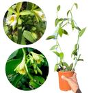 Orquídea Baunilha Adulta - Flor Natural 25cm - 1 Unidade