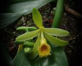 Orquídea Baunilha - Vanilla planifolia - Planta Tropical Epífita
