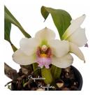 Orquídea Bifrenaria Planta Adulta Natural Cores Variadas.