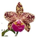 Orquídea Blc. Durigan Gemini Planta Adulta