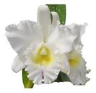 Orquidea Blc Pastoral Innocence Entouceirada Rara Branca