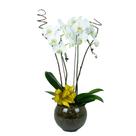 Orquidea Branca Grande em Vaso de Vidro Orquidea Branca Grande em Vaso de Vidro