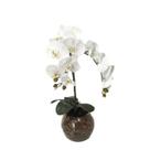 Orquídea Branca x2 Vaso Aquário Orquídea Branca x2 Vaso Aquário