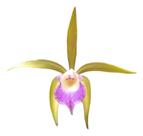 Orquídea Brassavola Perrini X C. Leopoldii Colecionador Orquídea Brassavola Perrini X C. Leopoldii Colecionador