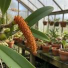 Orquídea Bulbophyllum Careyanum - Plantas com Mínimo de 3 Bulbos Orquídea Bulbophyllum Careyanum - Plantas com Mínimo de 3 Bulbos