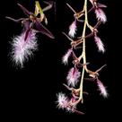 Orquídea Bulbophyllum Miniatum (Saltatorium) - Planta Adulta Orquídea Bulbophyllum Miniatum (Saltatorium) - Planta Adulta