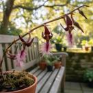 Orquídea Bulbophyllum Miniatum (Saltatorium) - Planta Adulta