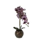 Orquídea Burgundy Pintada x2 Vaso Aquário Orquídea Burgundy Pintada x2 Vaso Aquário