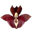 Orquídea Catasetum Greg Scott Vinho Escuro Orquídea Catasetum Greg Scott Vinho Escuro