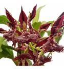 Orquídea Catasetum Planta Adulta Flor Exótica Rara