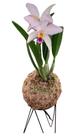 Orquídea Catléia branca Kokedama