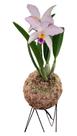 Orquídea Catléia branca kokedama