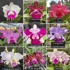 Orquídea Cattleya adulta