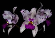 Orquídea Cattleya amethystoglosa tipo x big spot