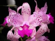 Orquidea Cattleya Amethystoglossa Tipo - Planta Inteir