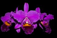 Orquídea Cattleya labiata