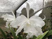 Orquídea Cattleya lobata var. alba