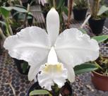 Orquídea - Cattleya lueddemanniana var. alba