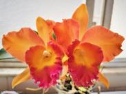 Orquídea Cattleya Potinara Helga Margaret Gray - Planta Adulto com 6 Bulbos Orquídea Cattleya Potinara Helga Margaret Gray - Planta Adulto com 6 Bulbos