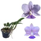Orquídea Cattleya Walkeriana Coerulea Rara Planta Adulta Decoração Natural Orquídea Cattleya Walkeriana Coerulea Rara Planta Adulta Decoração Natural