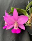 Orquídea Cattleya walkeriana "tipo"