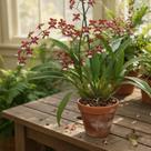 Orquídea Chocolate - Oncidium Sharry Baby (Perfumada) - Planta Adulta com 35 cm e 4 Bulbos