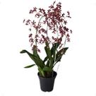 Orquídea Chocolate Oncidium Sharry Baby Planta Adulta