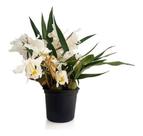 Orquídea Coelogyne Cristata Entouceirada ! Planta Adulta ! Orquídea Coelogyne Cristata Entouceirada ! Planta Adulta !