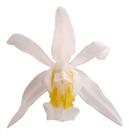 Orquídea Coelogyne Mooreana. Com Vaso ! Planta Adulta !