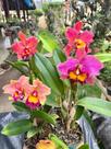 Orquídea Com Flor Botão Espata Vaso Rosa Do Deserto