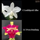 Orquídea Cruzamento Loddigesii Alba X Pren Doufang (3273) Orquídea Cruzamento Loddigesii Alba X Pren Doufang (3273)