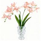 Orquídea Cymbidium 8 flores toque real salmão - 45 cm