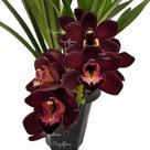 Orquídea Cymbidium Negra Kiwi Midnight Planta Adulta