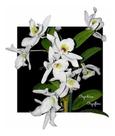 Orquídea Dendrobium Albiflorum Planta Adulta Flor Branca Orquídea Dendrobium Albiflorum Planta Adulta Flor Branca