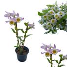 Orquídea Dendrobium findlayanum Espécie Rara Planta adulta