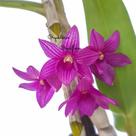 Orquídea Dendrobium Miyakei Planta Adulta Flor Delicada