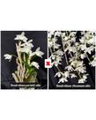 Orquídea Dendrobium nestor albo pré adulto