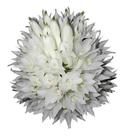 Orquídea Dendrobium Purpureum Planta Adulta Flor Exótica Orquídea Dendrobium Purpureum Planta Adulta Flor Exótica