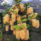 Orquídea Dendrobium Thyrsiflorum - Muda de 40 cm Orquídea Dendrobium Thyrsiflorum - Muda de 40 cm