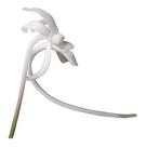 Orquídea Do Samurai Neofinetia Falcata Planta Adulta