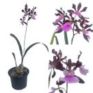 Orquídea Encyclia Atropurpurea X Encyclea Cordigea Adulta