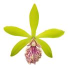 Orquídea Epicattleya Yamanara Planta Adulta