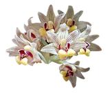 Orquídea Eria Xanthocheila Planta Adulta Flor Exótica P10